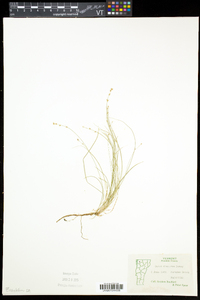 Carex disperma image