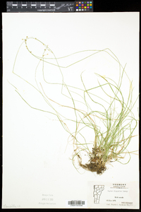 Carex disperma image