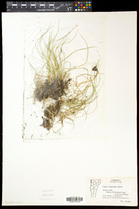 Carex disperma image