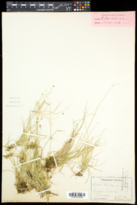 Carex disperma image