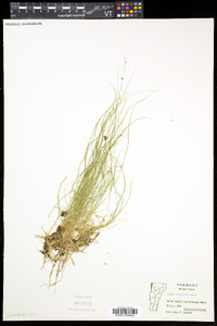 Carex disperma image