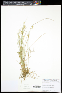 Carex echinata var. echinata image