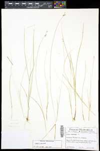 Carex echinata image