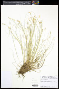 Carex echinata var. echinata image