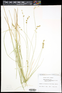 Carex echinata var. echinata image