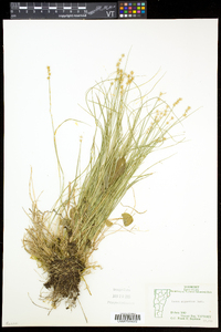 Carex echinata var. echinata image