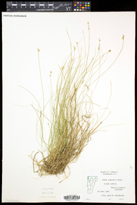 Carex echinata var. echinata image