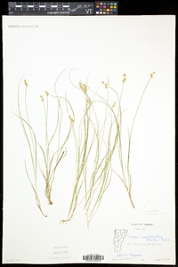 Carex echinata var. echinata image