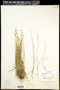 Carex echinata image