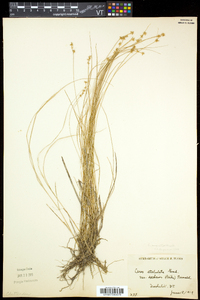 Carex echinata var. echinata image