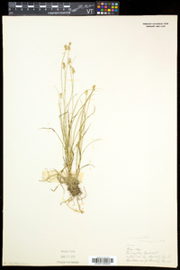 Carex echinata image