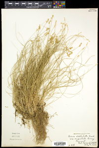 Carex echinata var. echinata image