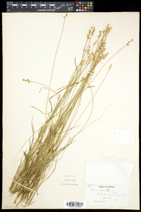 Carex echinata image