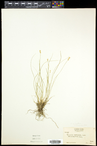 Carex echinata var. echinata image