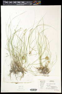 Carex echinata var. echinata image