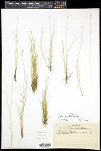 Carex echinata image