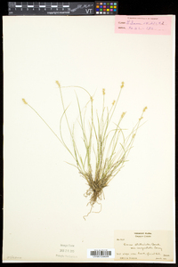 Carex echinata image