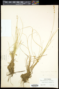 Carex echinata var. echinata image