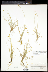 Carex peckii image