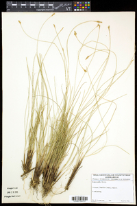 Carex exilis image