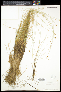 Carex exilis image