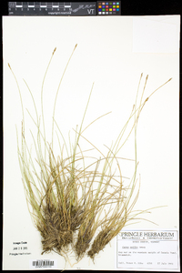 Carex exilis image