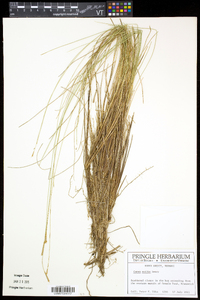 Carex exilis image