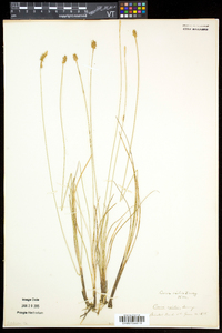 Carex exilis image