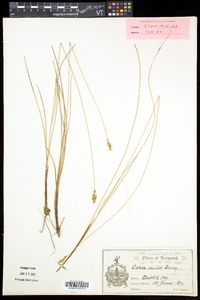 Carex exilis image