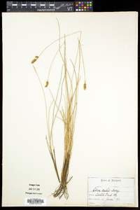 Carex exilis image