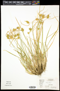 Carex flava image