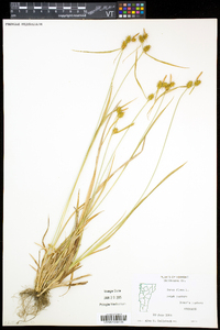 Carex flava image