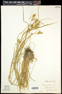 Carex flava image