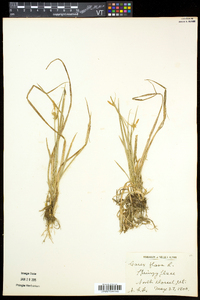 Carex flava image