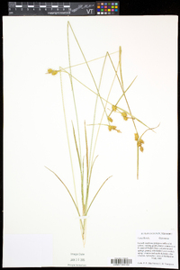 Carex flava image