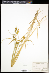 Carex flava image