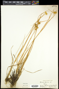 Carex flava image