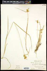 Carex flava image