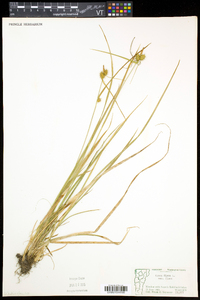 Carex flava image