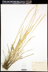 Carex flava image