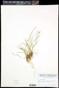 Carex flava image