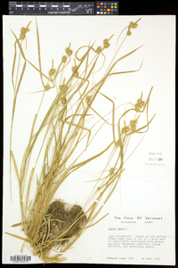 Carex flava image