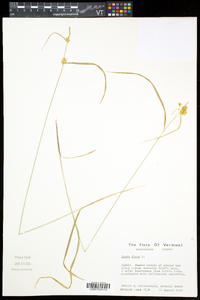 Carex flava image