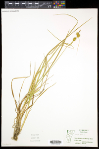 Carex flava image