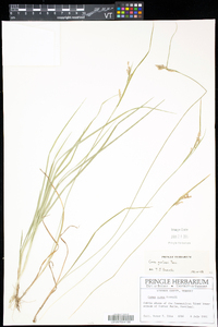 Carex garberi image