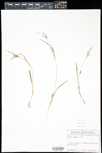 Carex garberi image