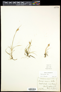 Carex garberi image