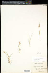 Carex garberi image