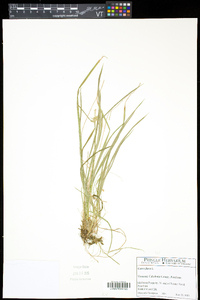 Carex flava image