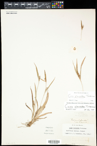 Carex glaucodea image